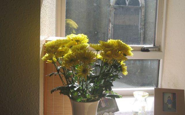 Bright Yellow Flowers
